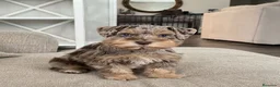 Schnauzer Miniatura perros en venta: Schnauzer miniatura exóticos - Anuncio 8