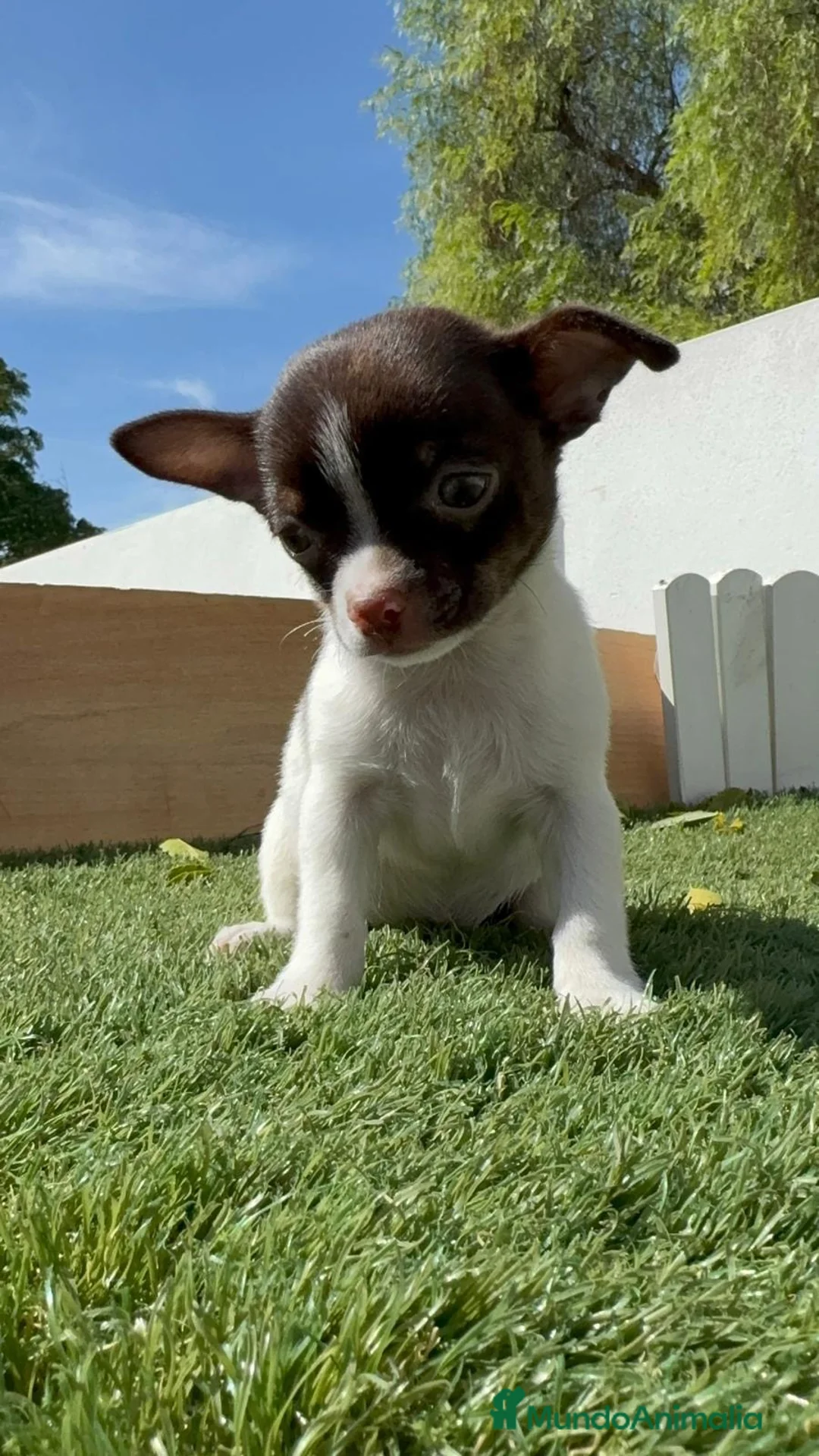 Chihuahua perros en venta: CHIHUAHUA - Anuncio 2
