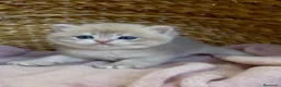 Británico de Pelo Corto gatos en venta: Camada F2 de British Shorthair Golden - Anuncio 23