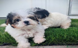 Raza Mixta perros en venta: Espectacular Cachorra malvi - Imagen 4