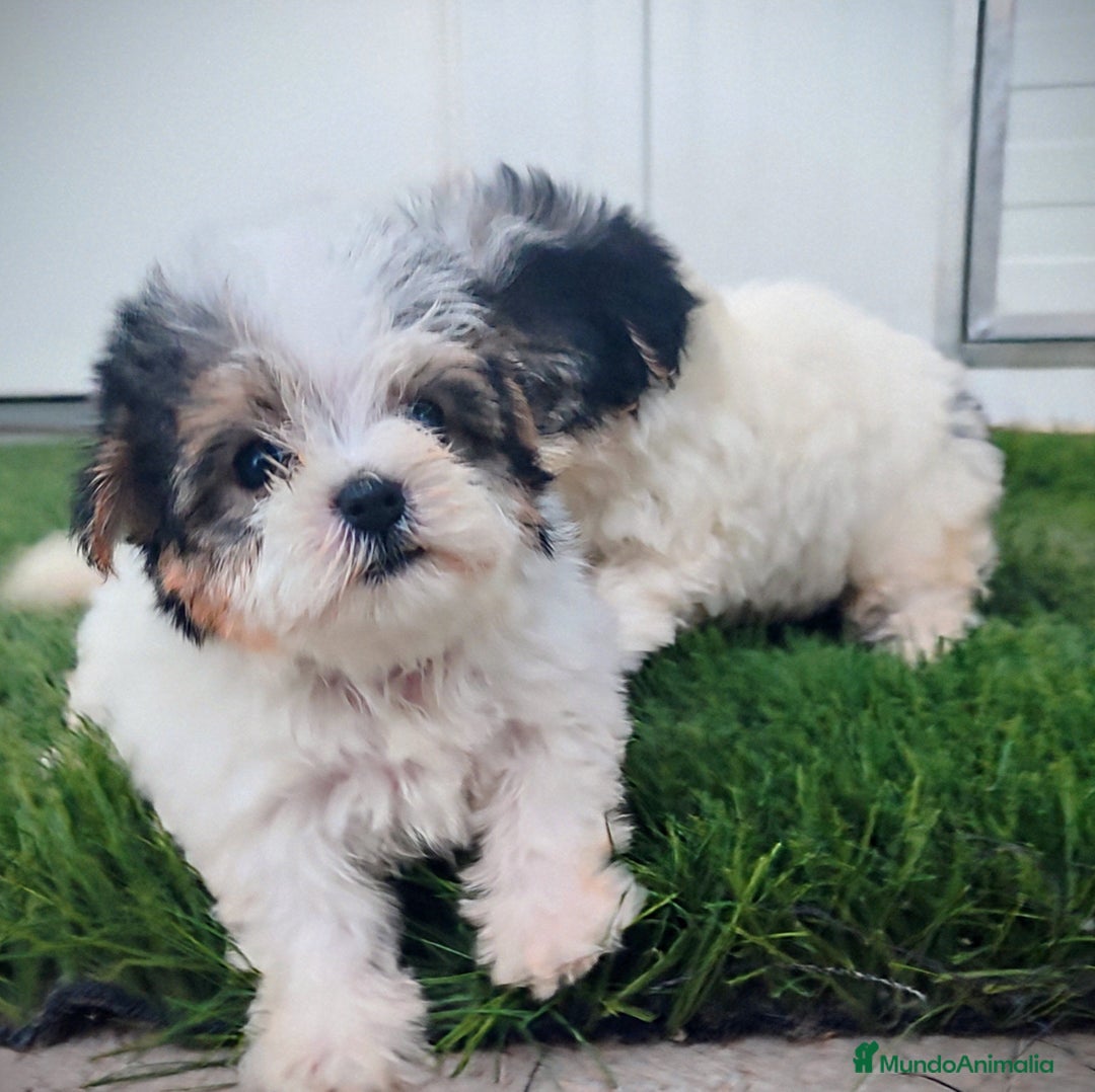 Raza Mixta perros en venta: Espectacular Cachorra malvi - Imagen 4