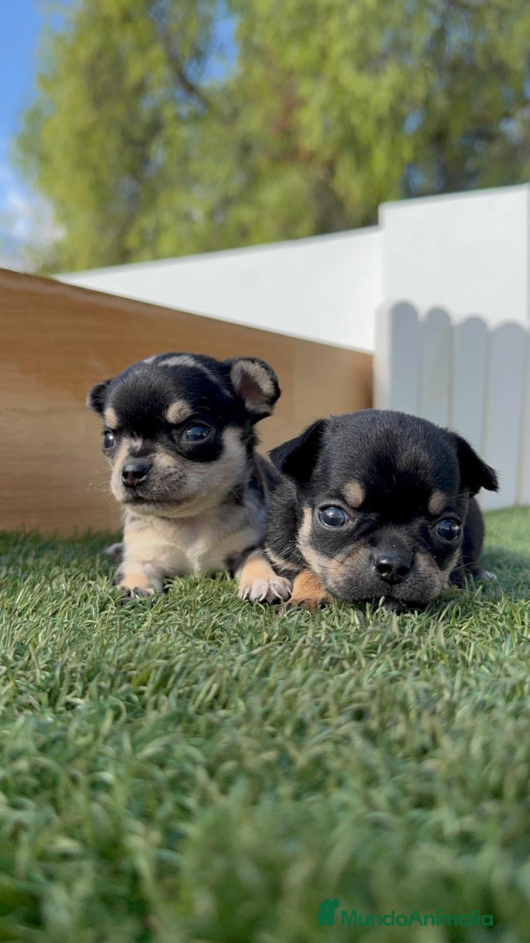 Chihuahua perros en venta: CHIHUAHUA-OJOS AZULES - Imagen 13