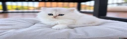 Británico de Pelo Largo gatos en venta: Gatitos British Long Hair Golden y Silver - Anuncio 5