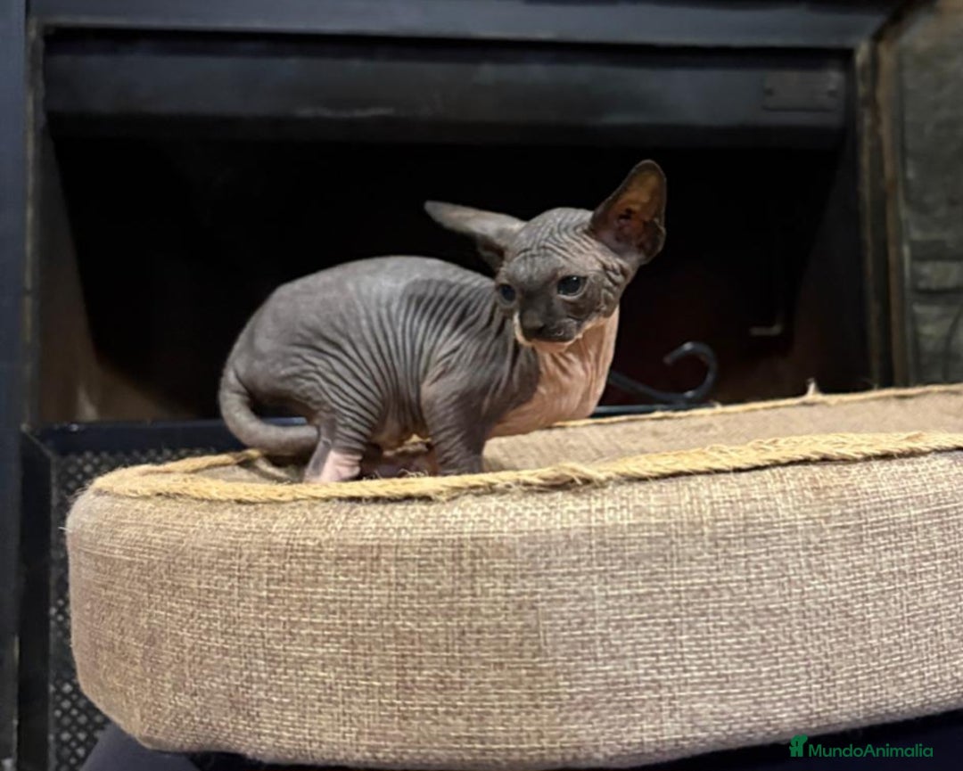 Sphynx gatos en venta: Gato Sphynx  - Anuncio 6