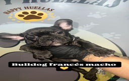 Bulldog Francés perros en venta: Cachorros Bulldog Francés – Machos - Imagen 7