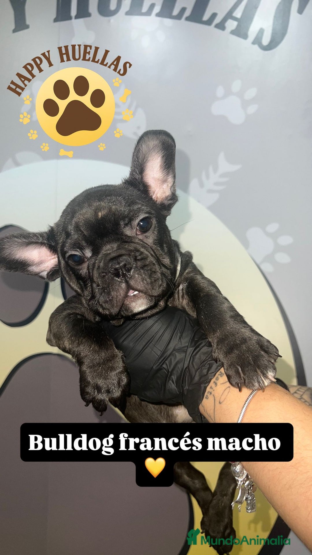Bulldog Francés perros en venta: Cachorros Bulldog Francés – Machos - Imagen 7