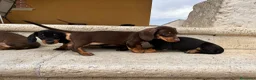 Teckel perros en venta: Teckel  - Anuncio 6