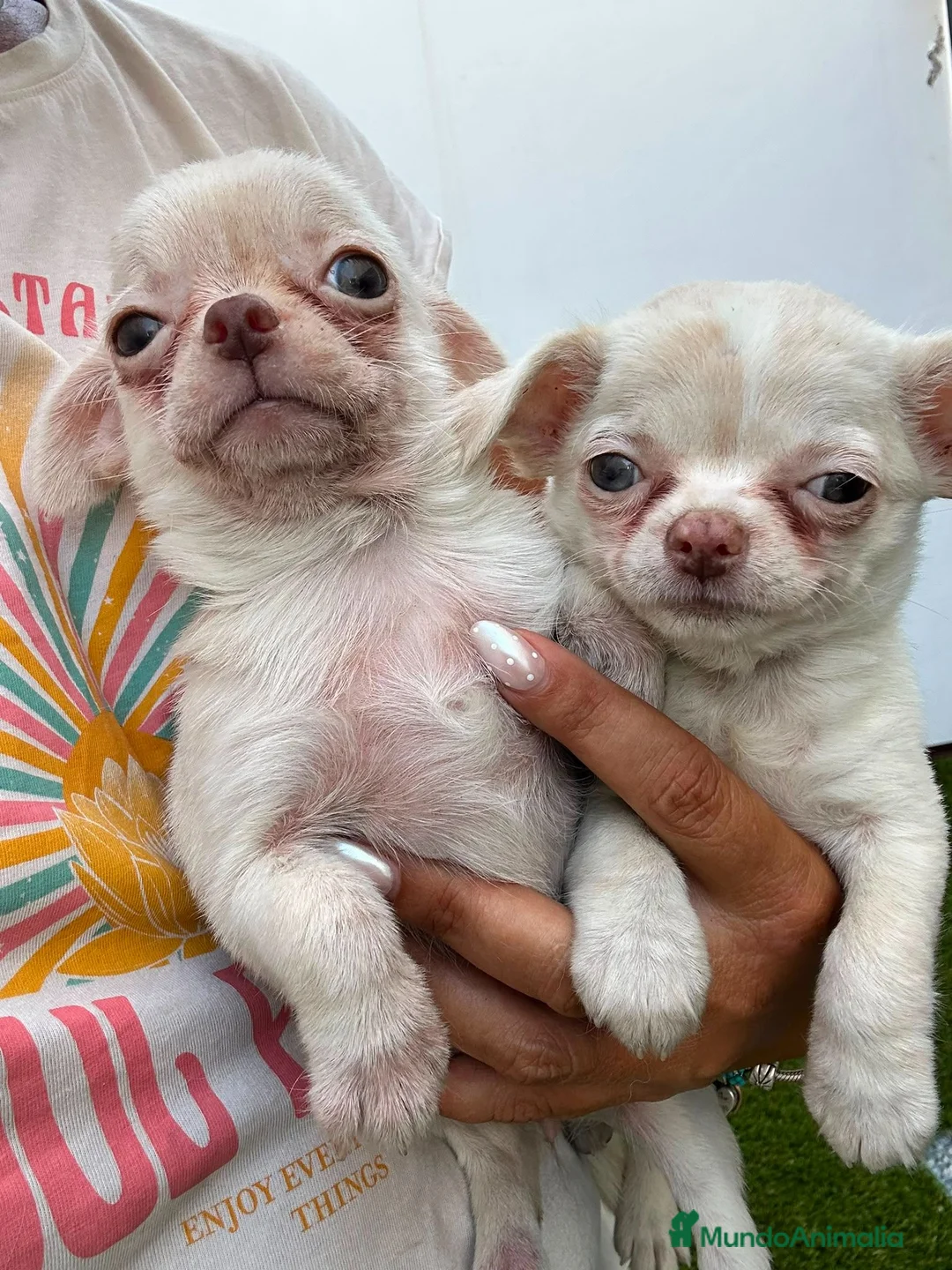 Chihuahua perros en venta: Chihuahua miniatura  - Anuncio 4