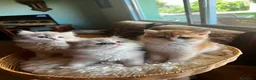 Británico de Pelo Corto gatos en venta: Camada de british longhair y shorthair golden - Anuncio 2