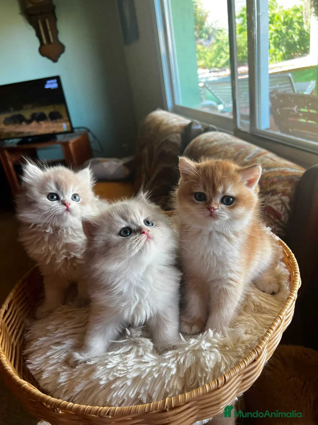 Británico de Pelo Corto gatos en venta: Camada de british longhair y shorthair golden - Anuncio 2