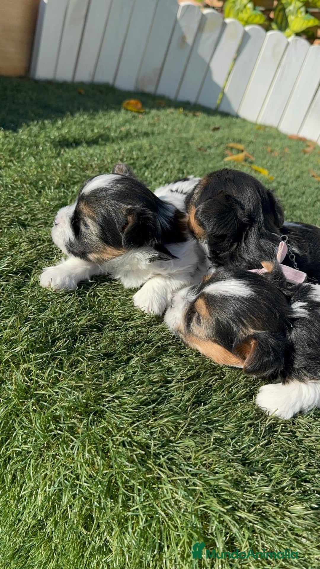 Yorkshire Terrier perros en venta: YORKSHIRE TERRIER BIEWER - Anuncio 2