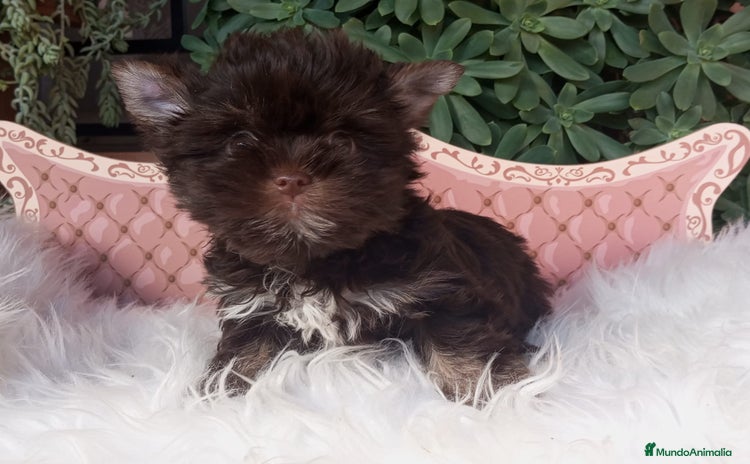 Yorkshire Terrier perros - Anuncio 1