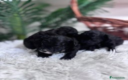 Caniche Toy perros en venta: CANICHE TOY - Imagen 4