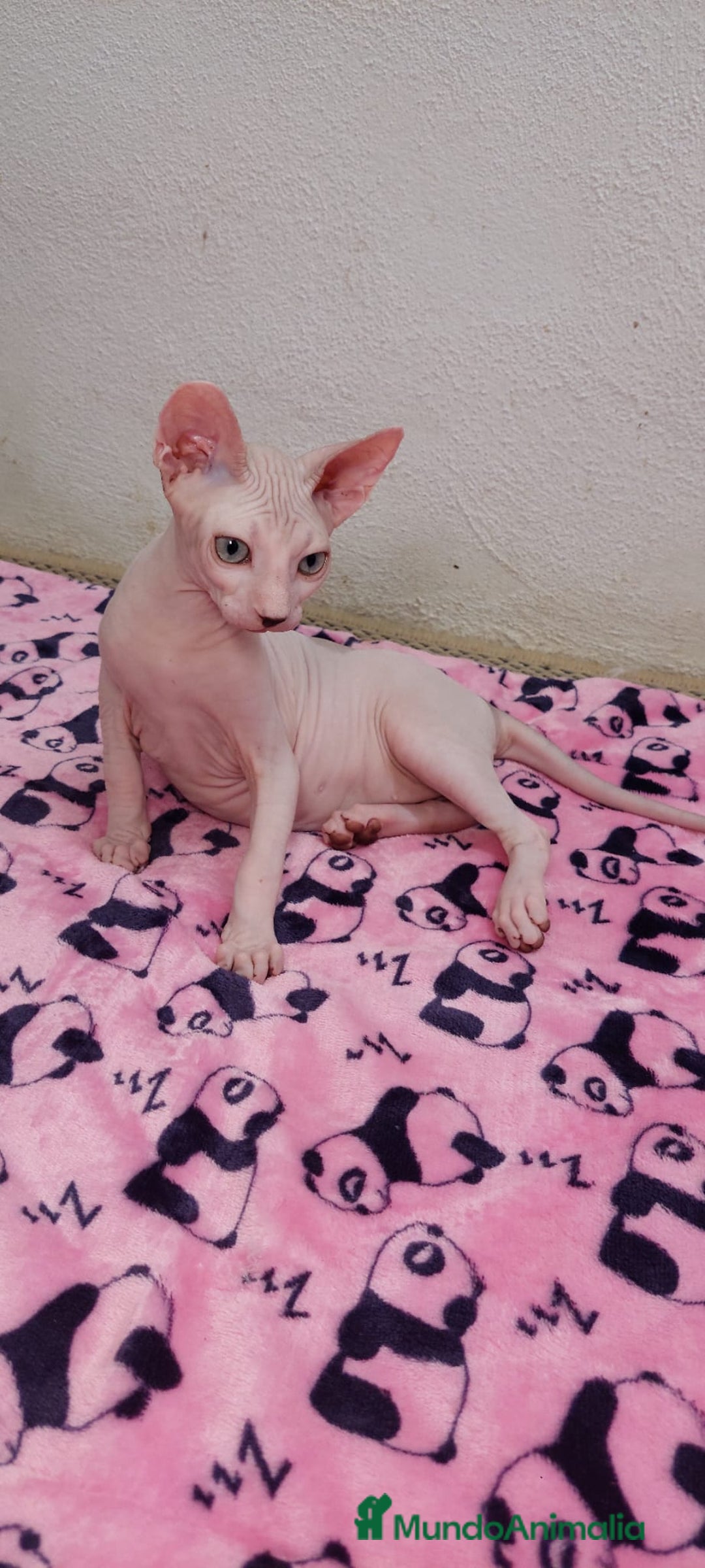 Sphynx gatos en venta: Preciosa hembrita ojos claros  - Imagen 5