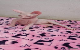 Sphynx gatos en venta: Preciosa hembrita ojos claros  - Imagen 8