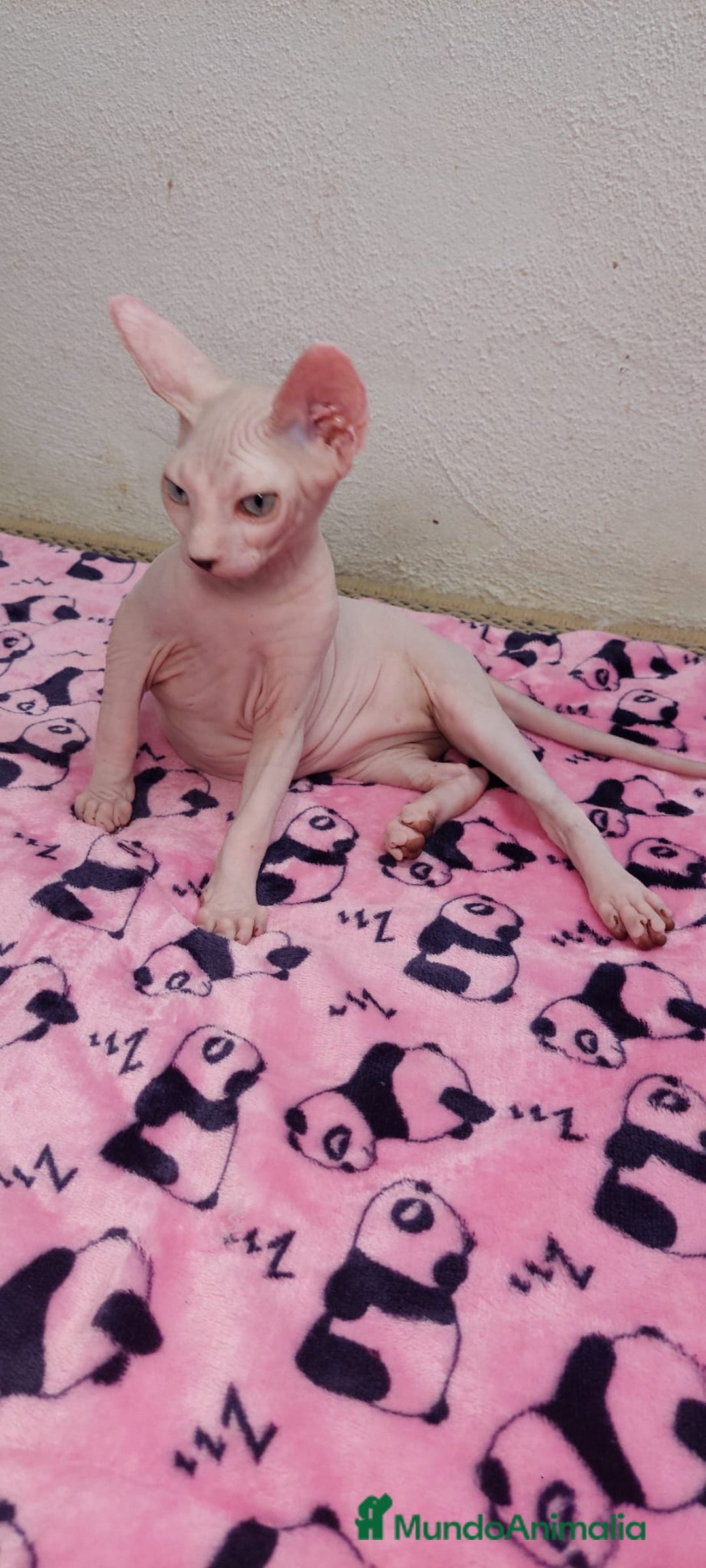 Sphynx gatos en venta: Preciosa hembrita ojos claros  - Imagen 8