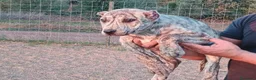 Raza Mixta perros en venta: BANDOG de los HIERROS  - Anuncio 3