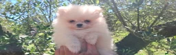 Pomerania perros en venta: POMERANIA - Anuncio 3