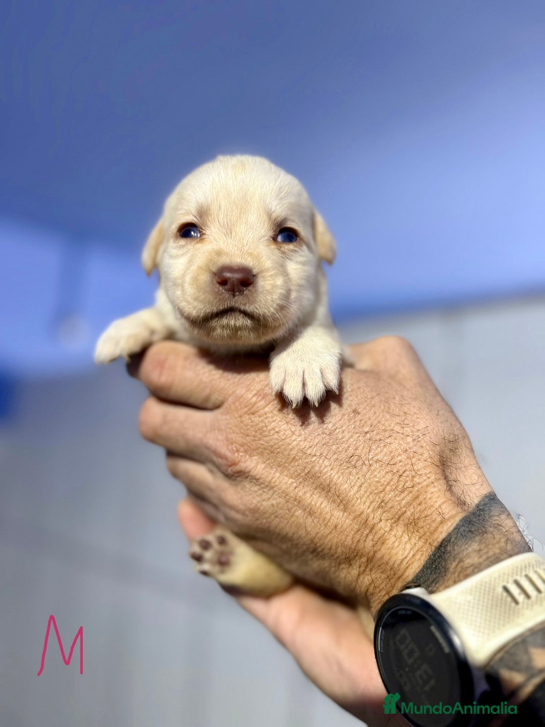 Labrador Retriever perros en venta: Camada labrador  - Anuncio 6