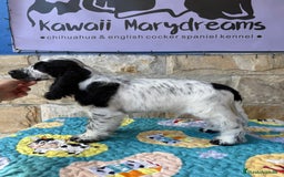 Cocker Spaniel Inglés perros en venta: Espectacular macho cocker inglés  - Imagen 6