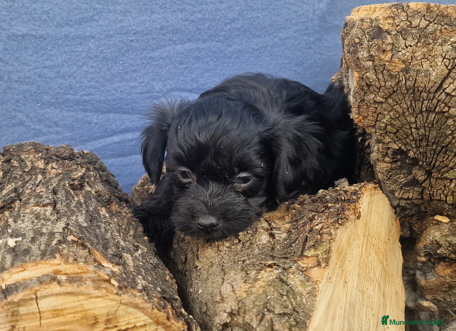 Maltipoo perros Precioso maltipoo - Anuncio 1