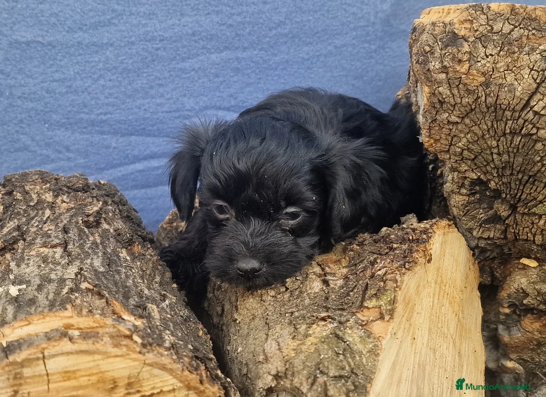 Maltipoo perros en venta: Precioso maltipoo - Anuncio 1