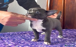 Chihuahua perros en venta: Excelentes chihuahuas azules - Imagen 9