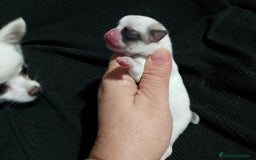Chihuahua perros en venta: Última hembra de chihuahua preciosa  - Imagen 7