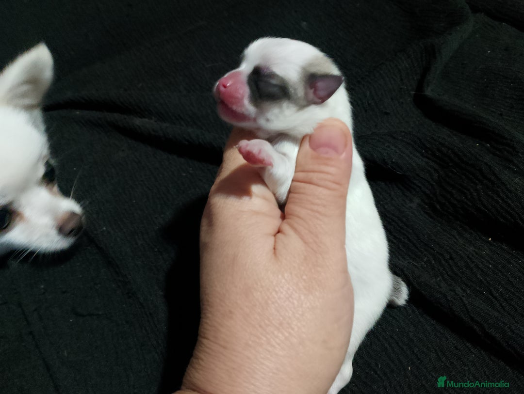 Chihuahua perros en venta: Última hembra de chihuahua preciosa  - Imagen 7