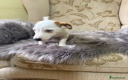 Jack Russell Terrier perros en venta: Cachorros de Jack Russell  - Imagen 26