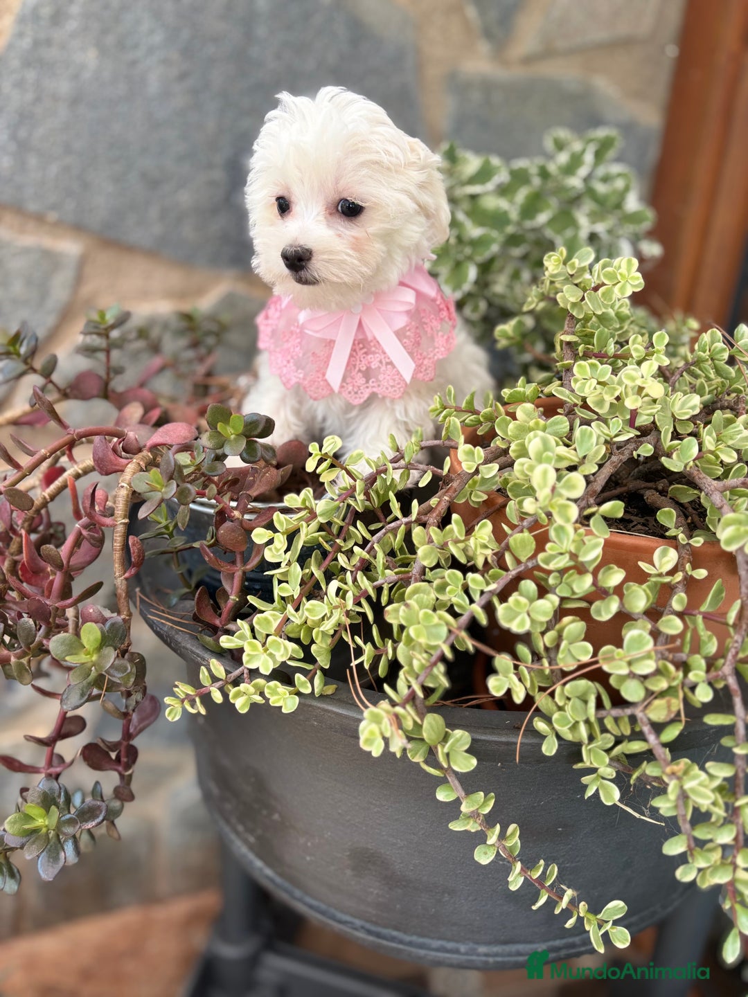 Bichón Maltés perros en venta: Bichon Maltés hembra disponible.  - Imagen 3