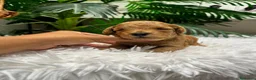 Caniche Enano perros en venta: CANICHE ENANO - Anuncio 19