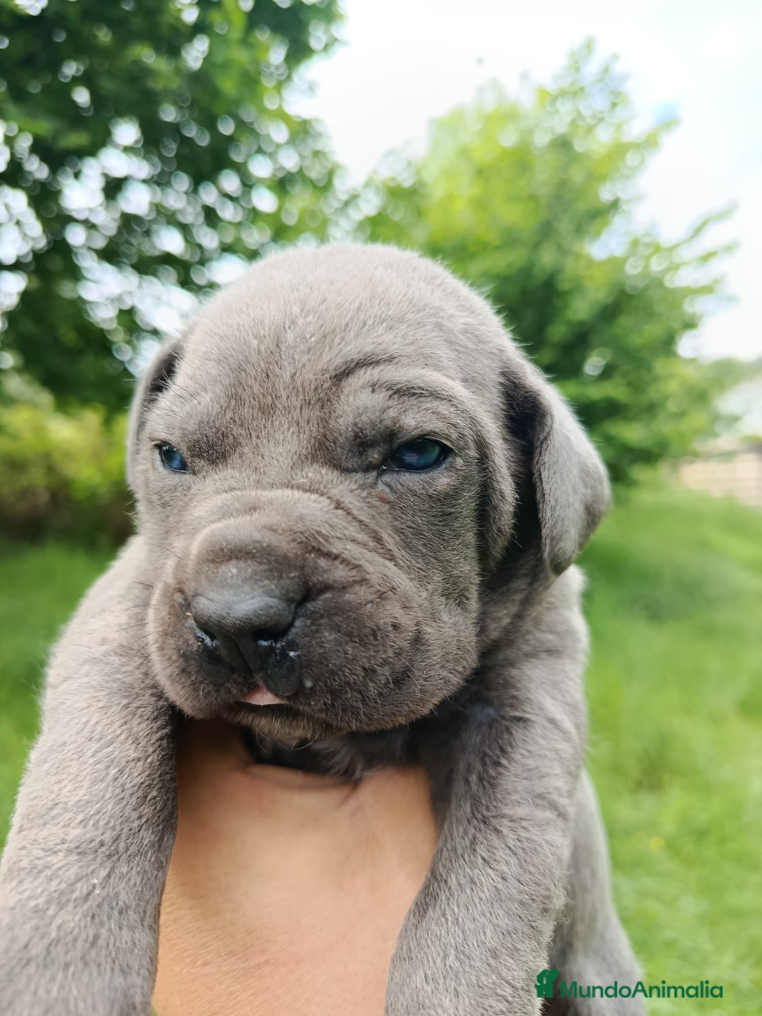 Cane Corso perros Cane Corso  - Anuncio 1