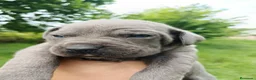 Cane Corso perros en venta: Cane Corso  - Anuncio 1