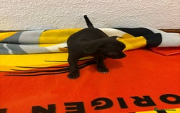 Chihuahua perros en venta: Chihuahua toy - Imagen 16