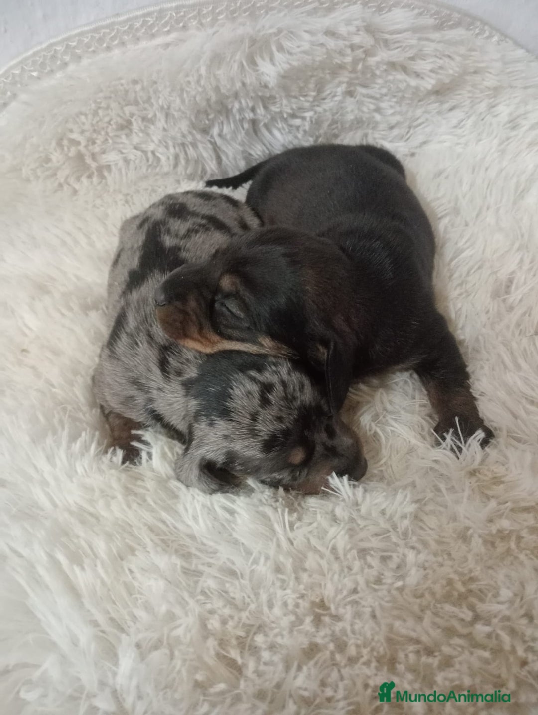 Teckel perros en venta: Teckel  - Anuncio 4