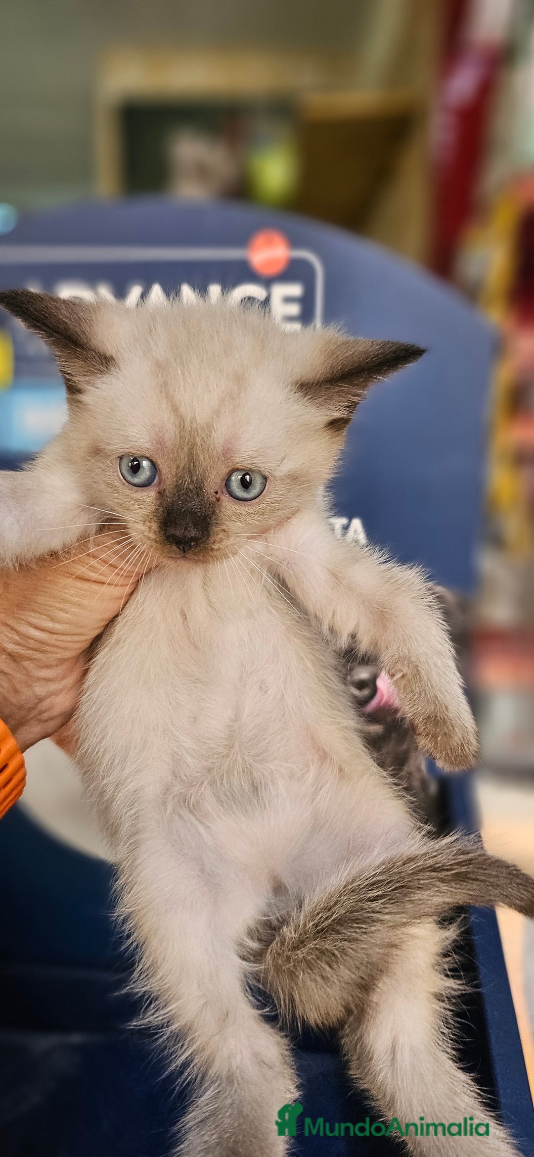 Siamés gatos en venta: Siames - Anuncio 2