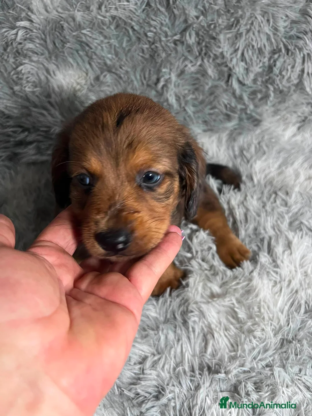 Teckel Miniatura perros en venta: TECKEL PELO LARGO  - Anuncio 2