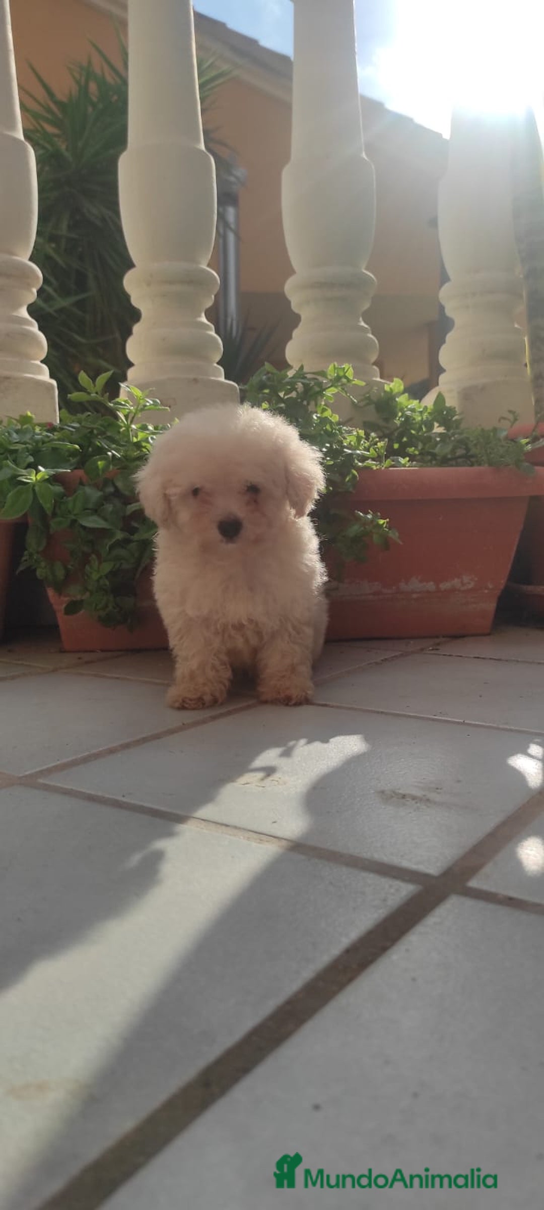 Caniche Toy perros en venta: CANICHE HEMBRA EXCLUSIVA  - Anuncio 3