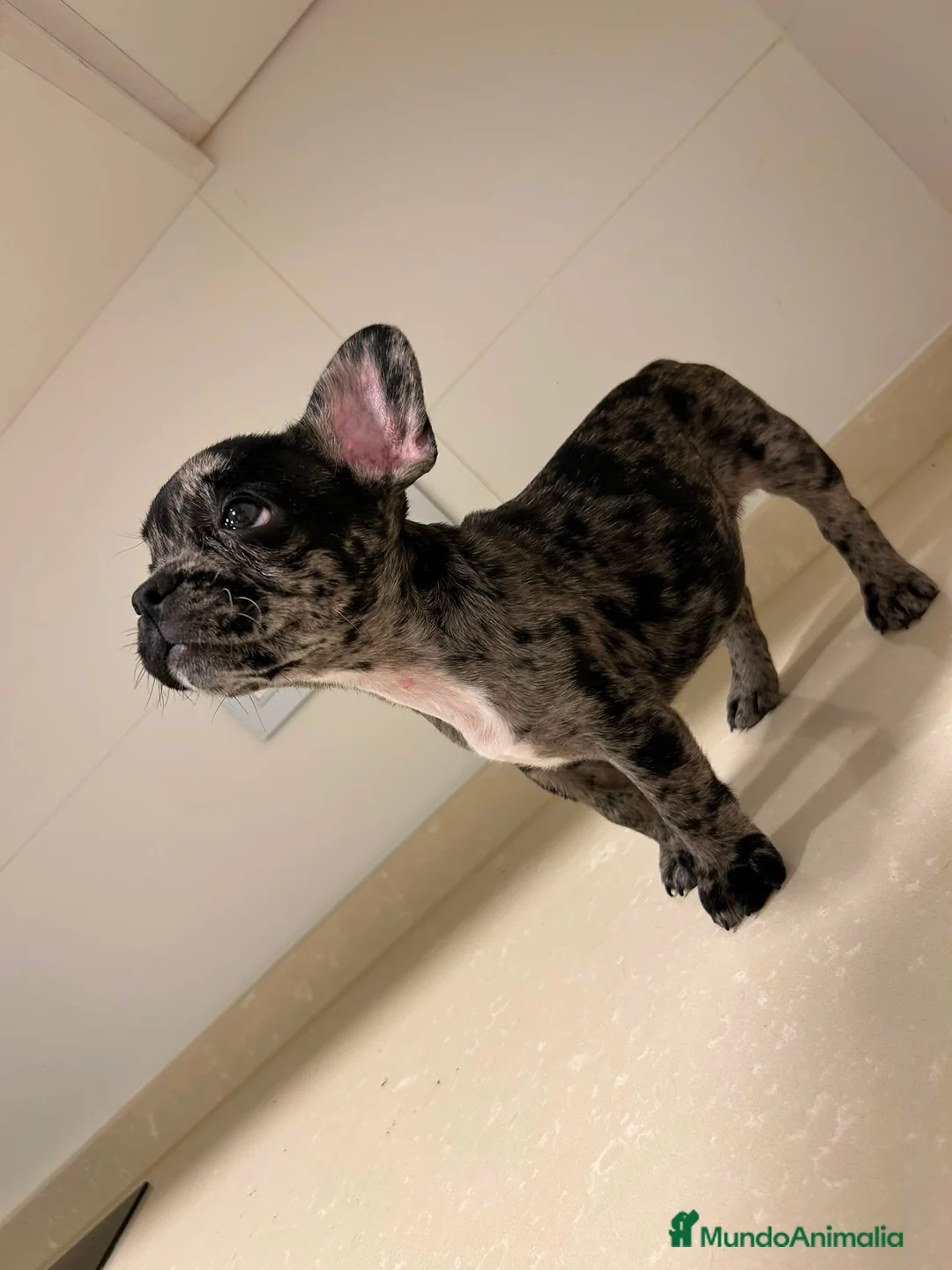 Bulldog Francés perros en venta: Cachorros de bulldog francés  - Anuncio 2