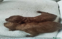 Caniche Toy perros en venta: CANICHES TOYS EXPECTACULARES  - Imagen 2