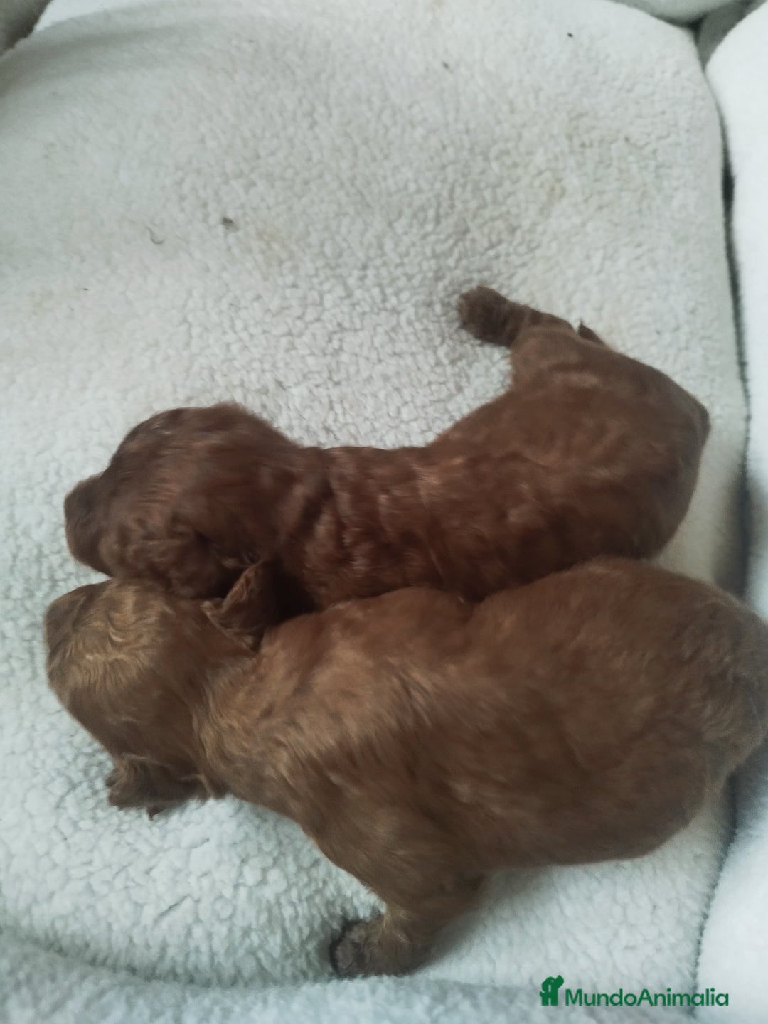 Caniche Toy perros en venta: CANICHES TOYS EXPECTACULARES  - Imagen 2