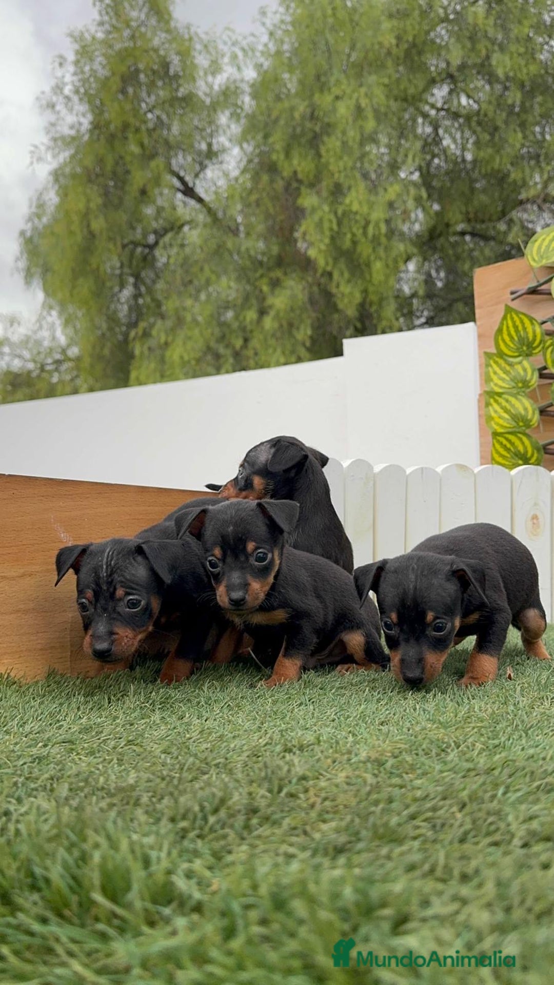 Pinscher Miniatura perros en venta: PINSCHER MUNIATURA - Imagen 12