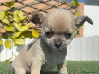 Chihuahua perros CHIHUAHUA - Anuncio 2