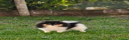 Pomerania perros en venta: Pomerania toy - Anuncio 4
