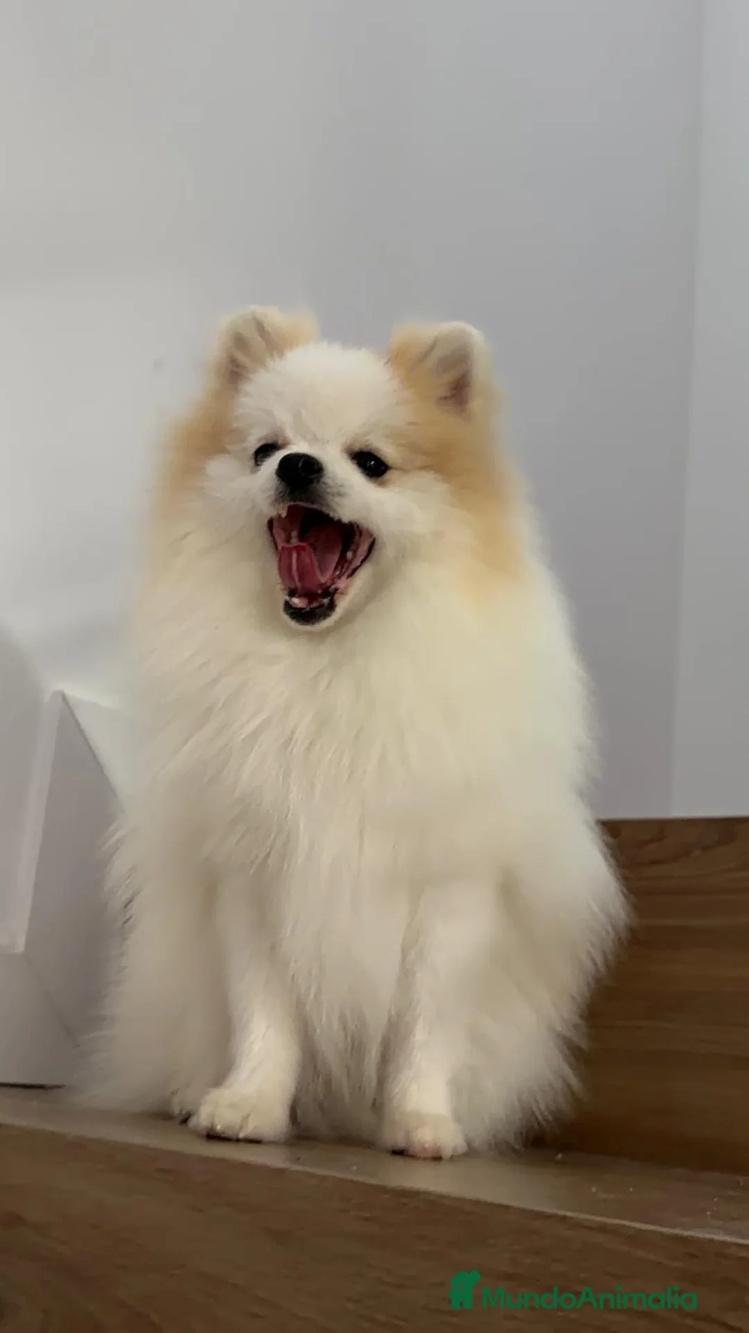 Pomerania perros en venta: Pomerania TOY Macho Línea Rusa  - Anuncio 3