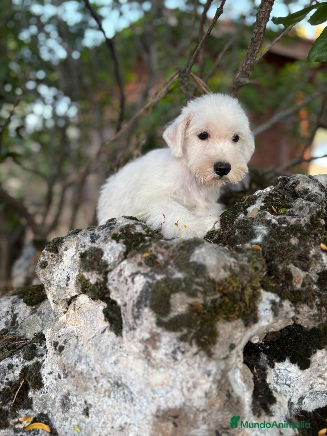 Schnauzer Miniatura perros en venta: Schnauzer BLANCO  - Imagen 3