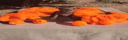 Chihuahua perros en venta: Gran camada de CHIHUAHUA. - Anuncio 5