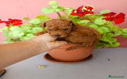 Caniche Toy perros en venta: Caniche toy - Imagen 3