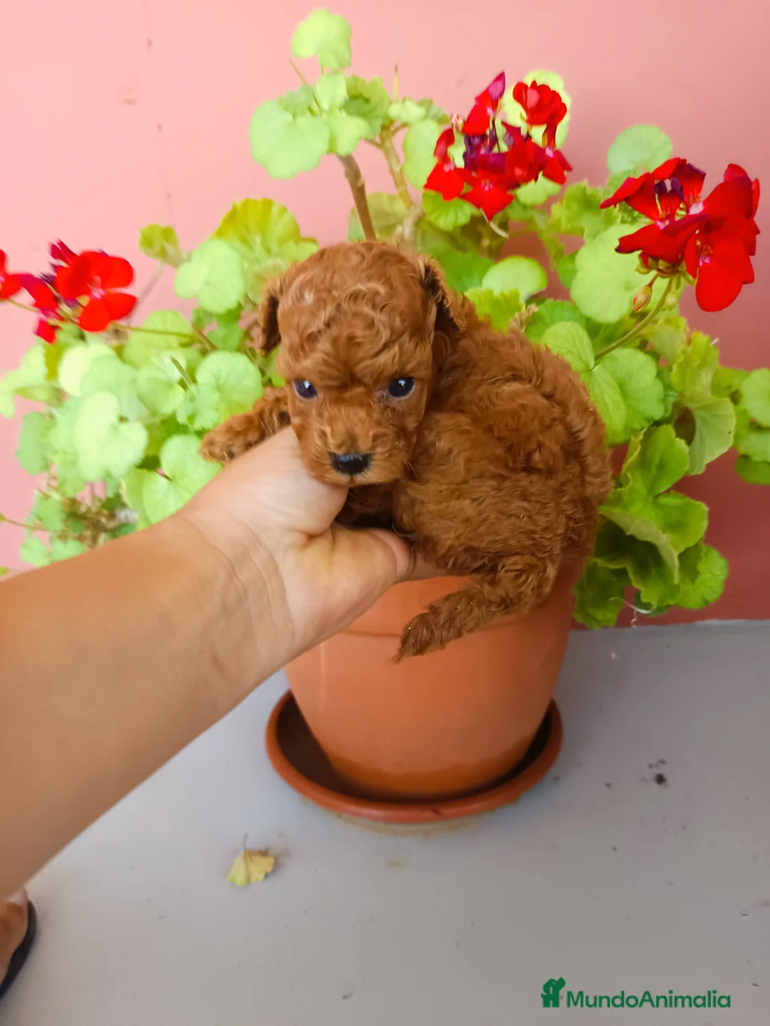 Caniche Toy perros en venta: Caniche toy - Anuncio 3